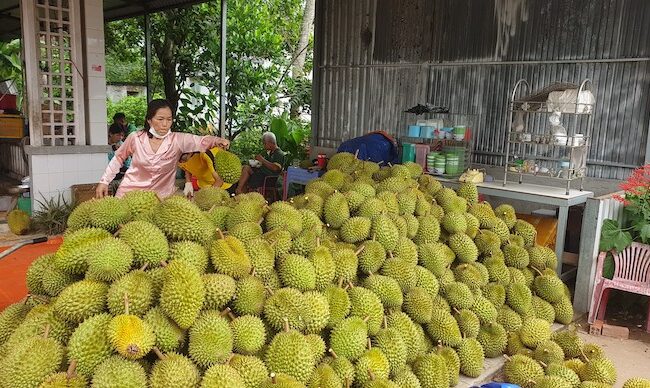 Vì sao giá sầu riêng Monthong giống của Thái luôn cao hơn RI6 của Việt Nam?