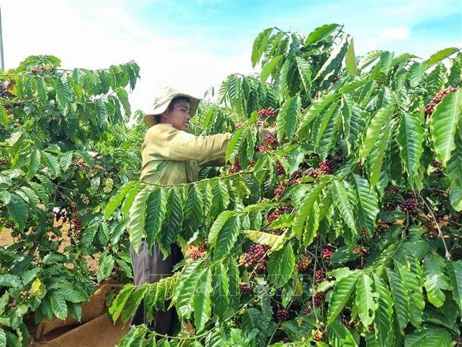 Người dân Gia Lai thu hái chọn lọc quả cà phê chín để đảm bảo quy trình sản xuất cà phê đặc sản. 