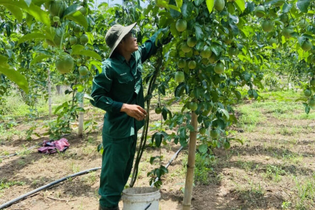 Đắk Lắk: Người trồng chanh dây lao đao vì giá “lao dốc”