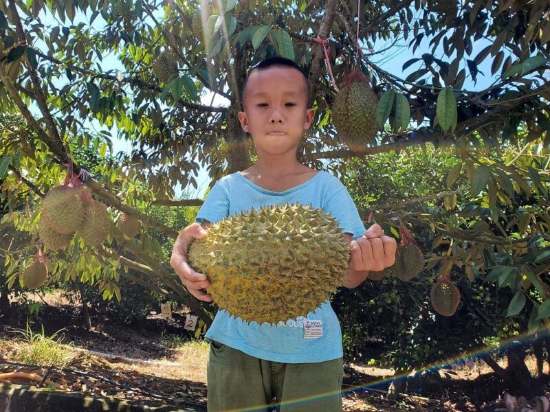 Một cậu bé ôm sầu riêng tại một đồn điền trên đảo Hải Nam, Trung Quốc, năm 2020. Ảnh: This is Hainan