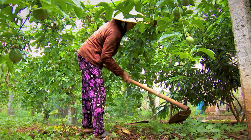 Nhiều nông dân ở Đắk Lắk đã mất nhiều công đầu tư, chăm sóc chanh dây trong vụ mùa năm nay. Ảnh: Bảo Trung
