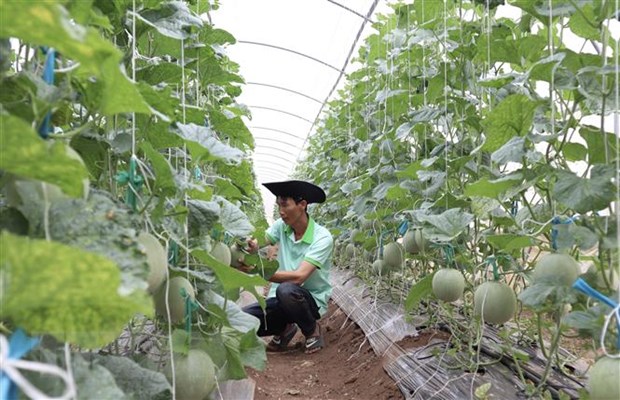 Vườn dưa lưới hữu cơ sử dụng toàn bộ phân phân trùn quế tại Trang trại Nắng và Gió, Ninh Sơn, Ninh Thuận. (Ảnh: Xuân Anh/TTXVN)