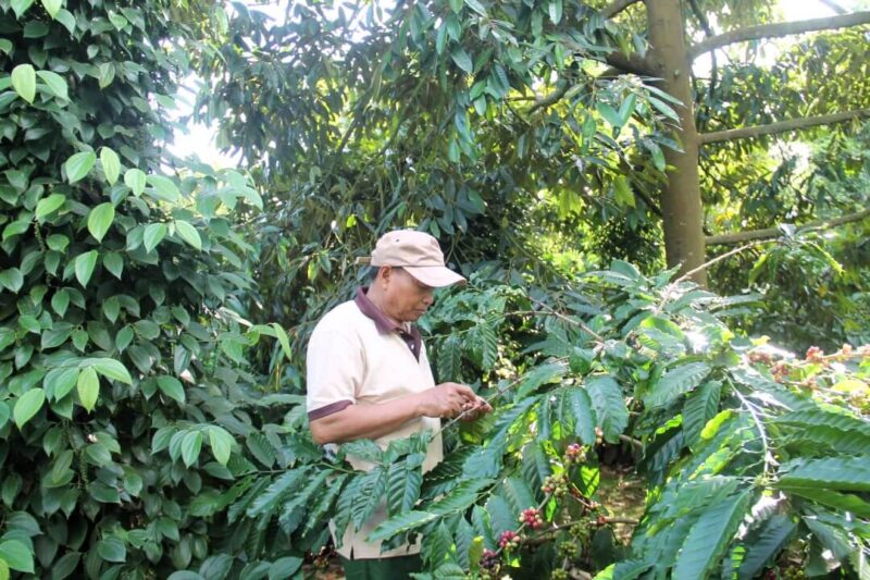 Các thành viên của Hợp tác xã Nông nghiệp và dịch vụ Công bằng Ea Tu (TP. Buôn Ma Thuột) chăm sóc vườn cây theo hướng phát triển bền vững.