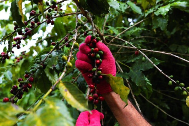 El Nino Fears Weigh on Coffee