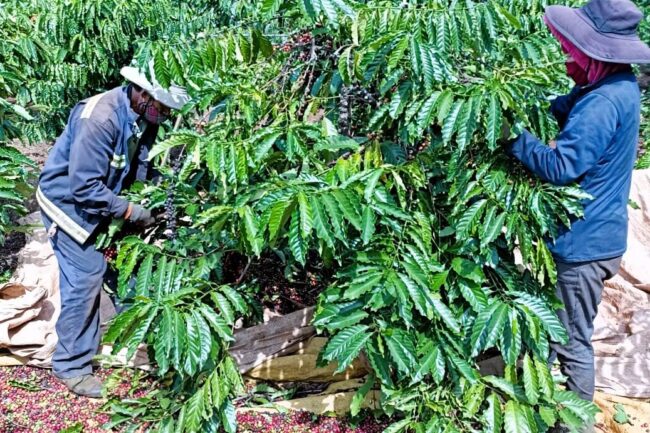 Giá cà phê tăng cao: Cơ hội cho nông dân tăng giá trị vườn cây