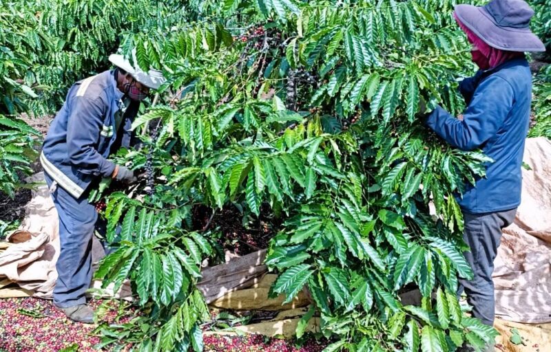 Thu hoạch cà phê ở Hợp tác xã Sản xuất nông nghiệp Ea Wy (huyện Ea H'leo).