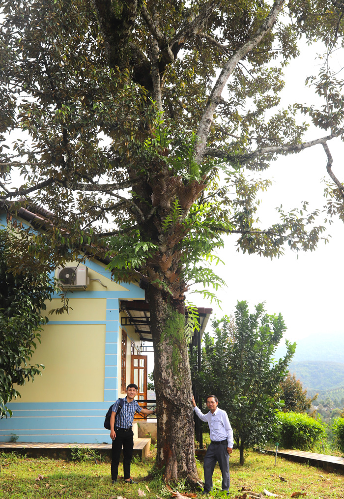 Du khách chụp hình bên cây sầu riêng cổ thụ hơn 100 tuổi