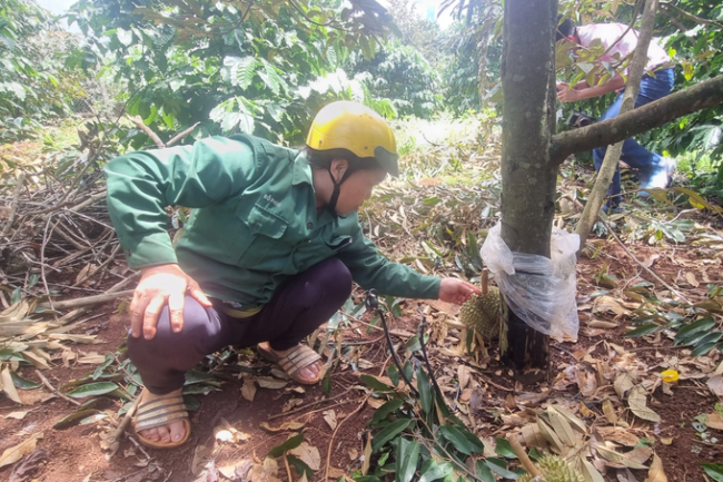 Gia Lai: Vườn sầu riêng nhà bí thư xã bị chặt phá trong đêm