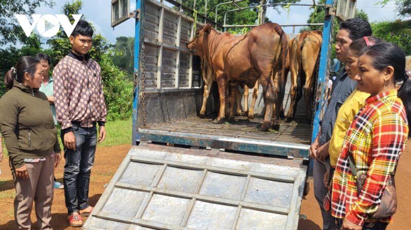 Bà con dân tộc thiểu số ở Bình Phước được hỗ trợ bò để chăn thả, góp phần vươn lên thoát nghèo
