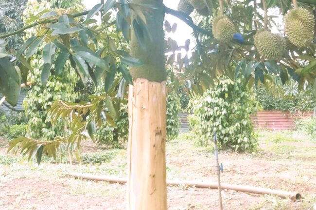 Đắk Lắk: Vườn sầu riêng sắp thu hoạch bị kẻ gian đẽo gốc