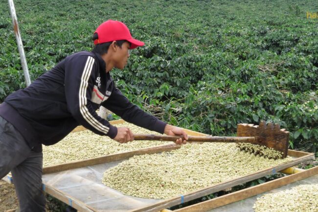 Lâm Đồng: Hỗ trợ 3.000 nông hộ sản xuất cà phê bền vững