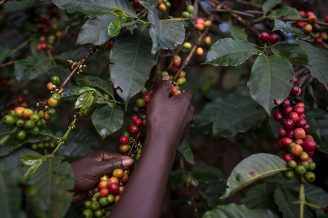 Jamaica – Khám phá vùng nguyên liệu cà phê nơi cao nhất thế giới