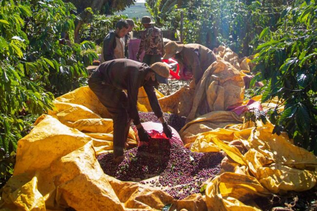 Nâng tầm cà phê Việt trên thị trường thế giới
