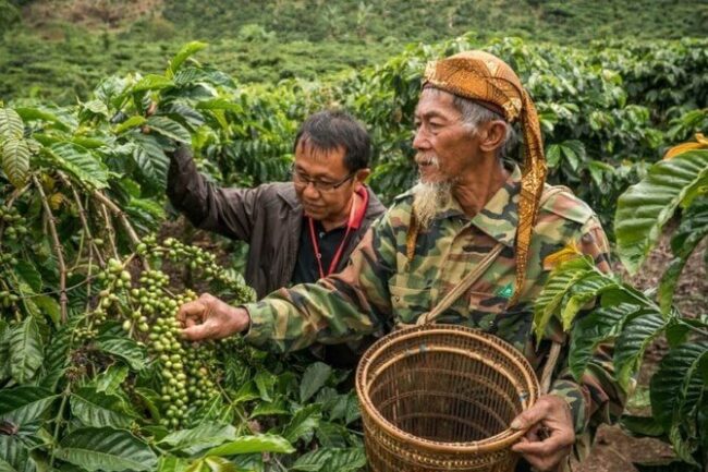 Sản lượng cà phê Indonesia dự báo giảm mạnh