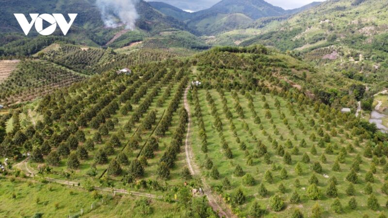 Những vườn sầu riêng được đầu tư bài bản tại huyện miền núi Khánh Sơn