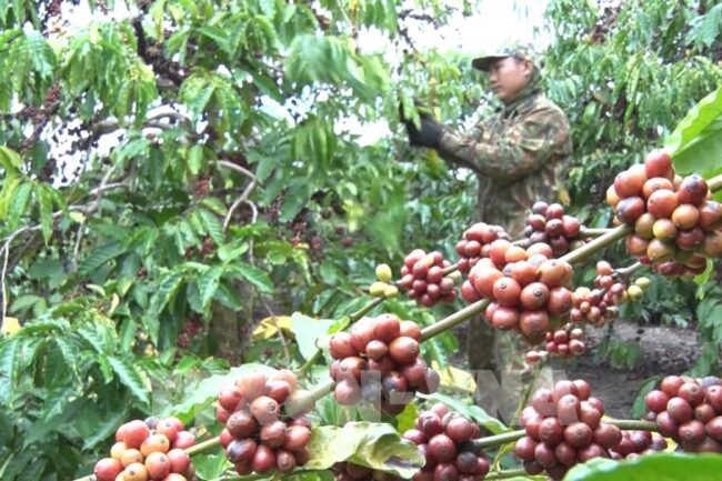 Các hãng cà phê chưa sẵn sàng tuân thủ quy định mới của EU về chống phá rừng