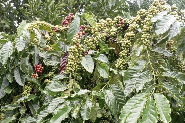Chờ thu lãi, nông dân dồn lực canh tác tốt cây cà phê