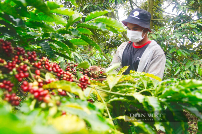 Giá cao kỷ lục, cà phê xuất khẩu của Việt Nam ‘cháy hàng’