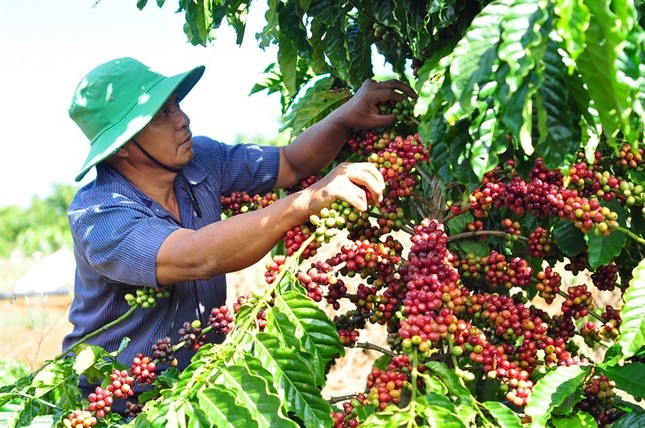 Liên tiếp lập kỷ lục, nông sản Việt thành ‘ngôi sao’ trên thị trường thế giới