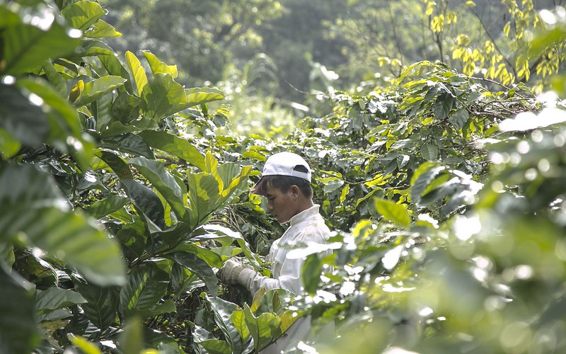 Nếu không được cải tạo trong vài năm tới, cây già sẽ ảnh hưởng trực tiếp đến năng suất và chất lượng cà phê tại Việt Nam.