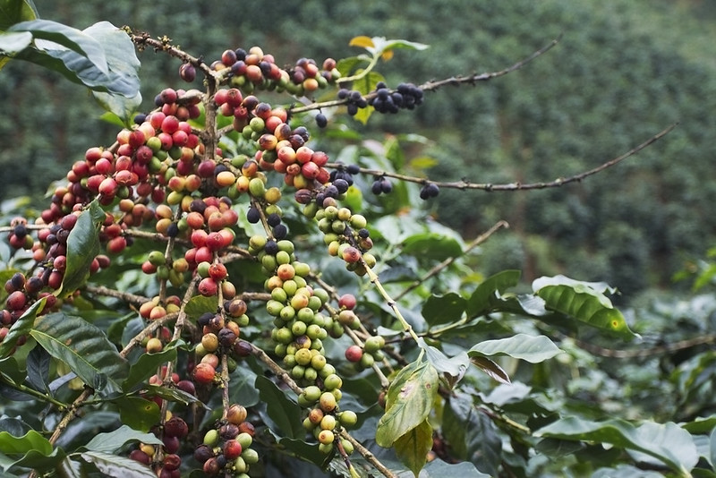 Giống cà phê Catimor được canh tác tại Đà Lạt -Việt Nam