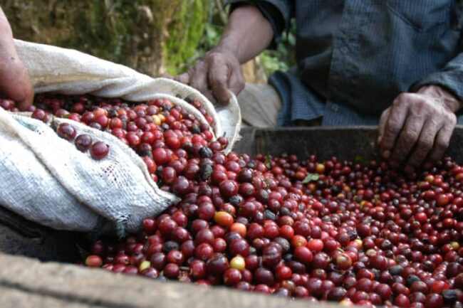 Biến đổi khí hậu đe dọa ngành kinh doanh cà phê