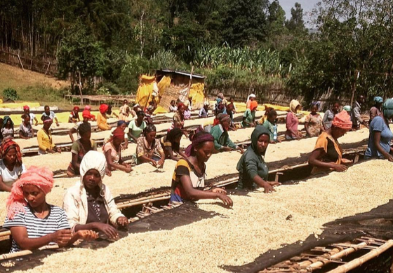 Ethiopia cấm du khách mang cà phê ra khỏi nước này