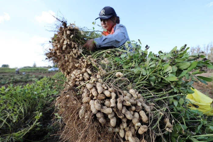 Một người dân ở làng Shannantou, tỉnh Sơn Đông đang thu hoạch lạc.