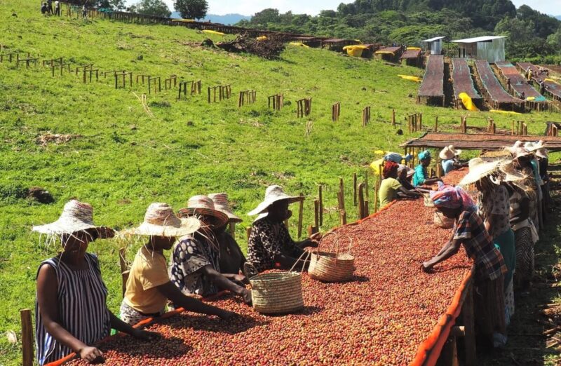 Sản xuất cà phê ở Ethiopia