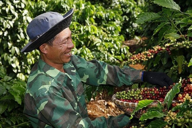 Xuất khẩu cà phê Việt Nam hướng tới kỷ lục mới