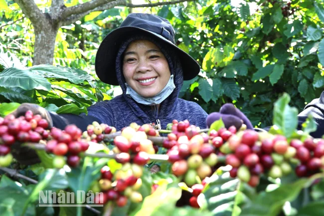 Đắk Lắk: “Thủ phủ” cà phê của Việt Nam