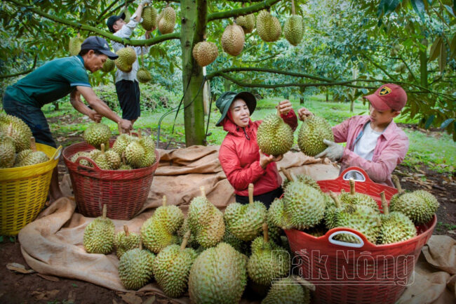 Sầu riêng 1 vốn 5 lời: Đại gia Việt đua nhau trồng sầu riêng, dự thu lãi hàng nghìn tỷ