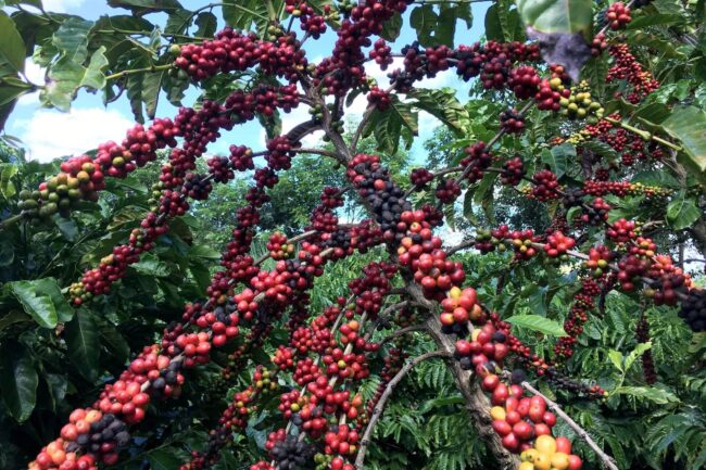 Brazil heading to rare sequence of rising coffee crops
