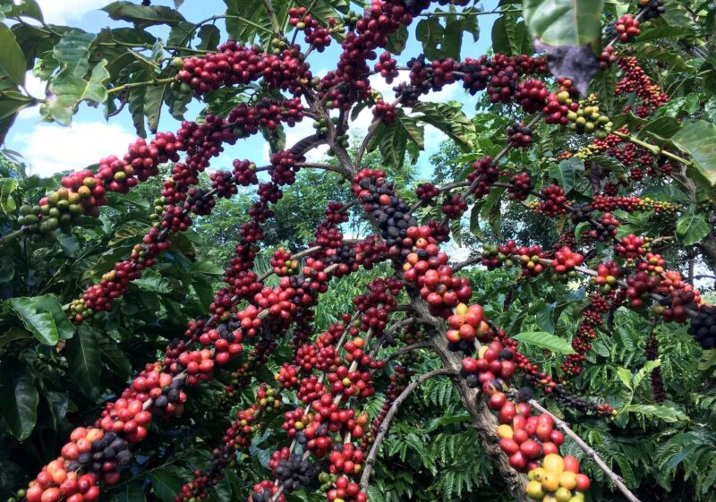 The robusta coffee fruits are seen in Sao Gabriel da Palha, Espirito Santo state, Brazil May 2, 2018. 