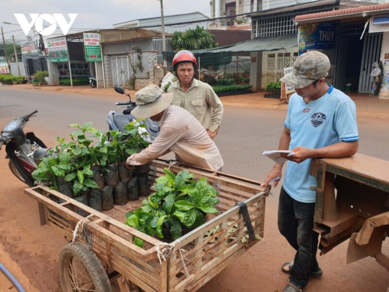 Anh Nguyễn Quang Thao (mũ đỏ) tranh thủ đi mua cây cà phê giống