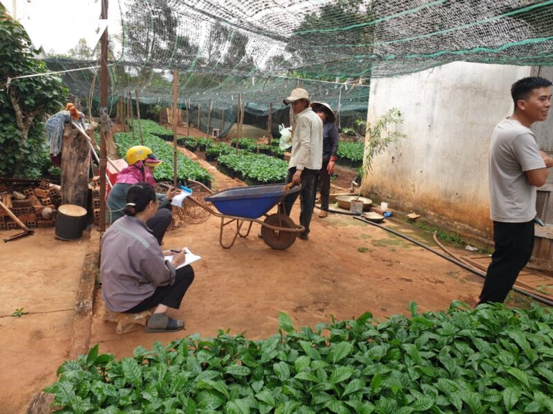 Một vườn ươm cà phê ở thôn 11 xã Hòa Thắng. Xung quanh chủ vườn (sổ trắng) là 3 lái buôn