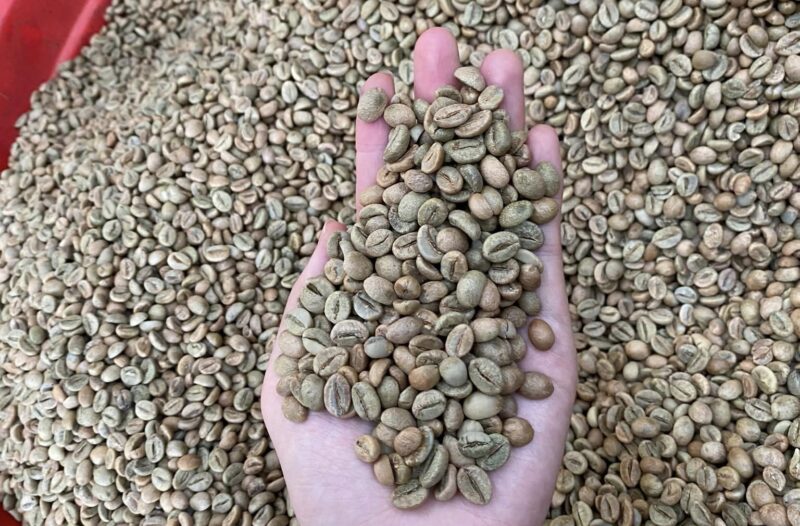 Người nông dân trồng cà phê đang rất hứng khởi khi giá cà phệ tăng cao chưa từng thấy