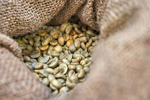 Nếu như thời điểm này năm ngoái, giá cà phê thu mua trong nước ở mức dưới 50.000 đồng/kg thì hiện đã tăng gấp đôi, lên trên 100.000 đồng/kg. Ảnh minh họa.
