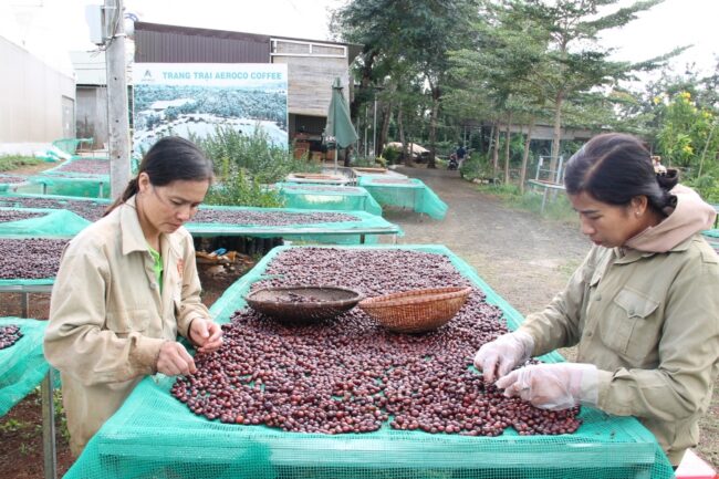 Chiến lược phát triển cho cà phê đặc sản Việt Nam