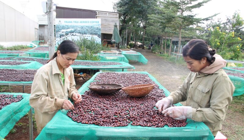 Công đoạn lựa chọn quả cà phê đặc sản ở trang trại Aeroco coffee (TP. Buôn Ma Thuột).