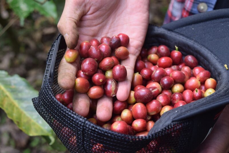 Niên vụ 2022-2023, người trồng cà phê ở nhiều địa phương năm nay rất phấn khởi khi thu hoạch được giá cao và có lúc lên tới 70.000 đồng/kg.