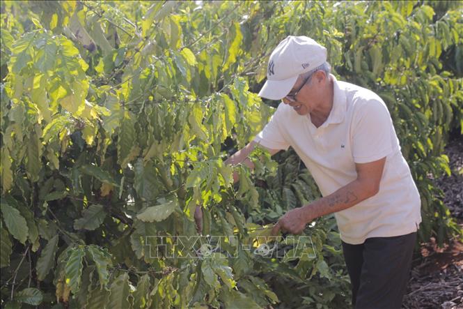Ông Hồ Xuân Hương, trú xã Sơn Bình, huyện Châu Đức chăm sóc vườn cà phê mới trồng được 3 năm. 