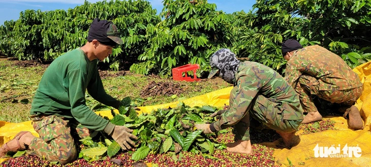 Nông dân tỉnh Gia Lai thu hoạch cà phê - Ảnh: BỒNG SƠN