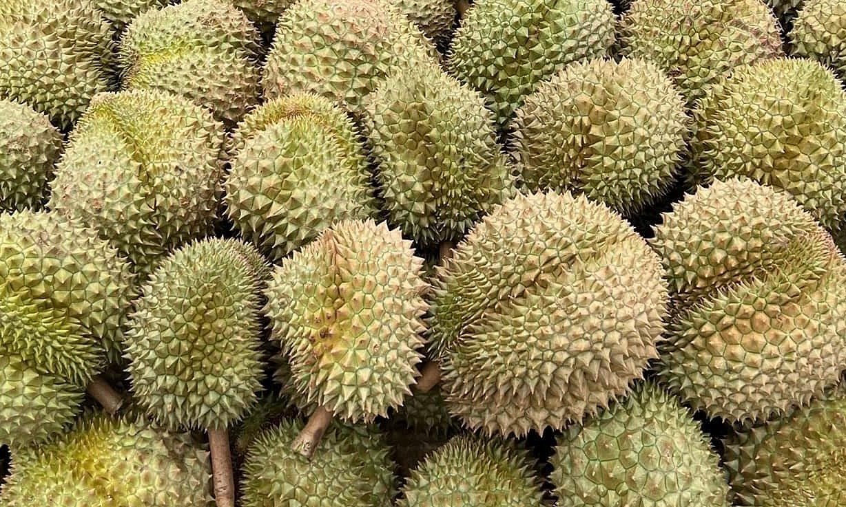 Sau Rae Giá sầu riêng tăng cao kỷ lục