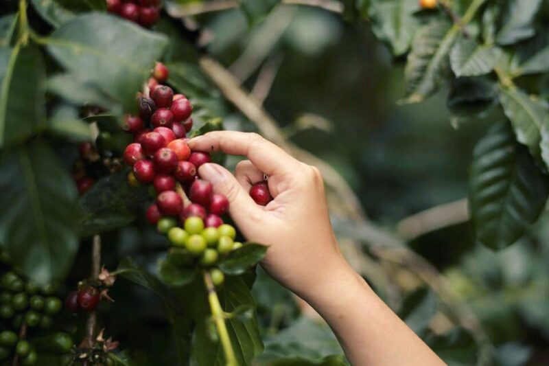 Thu hoạch cà phê đặc sản ở Đà Lạt - Lâm Đồng