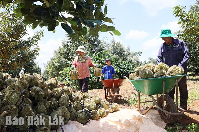 Harvest separately in Dak Lak
