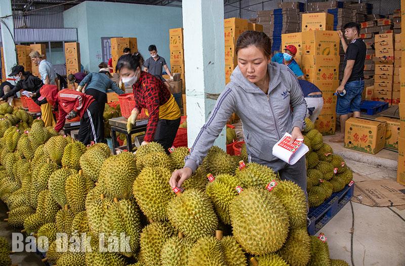 Enterprise purchasing, classifying and exporting durian in Krong Pac district.  Photo: Nguyen Gia