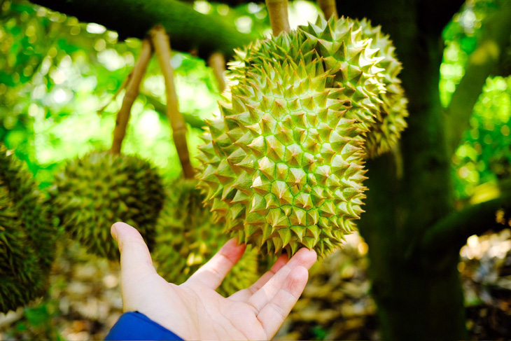 Durian prices are at a high level, farmers in many localities have cut down rubber and pepper gardens... to switch to growing durian - Photo: TAN LUC