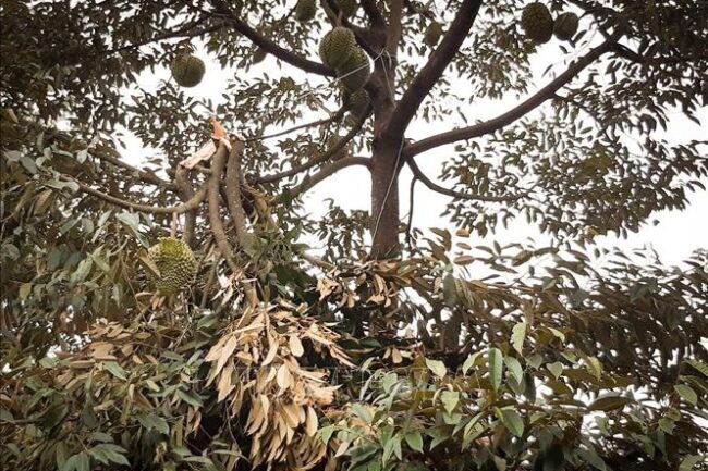 Mưa dông đầu mùa khiến sầu riêng tại Gia Lai rụng trái la liệt