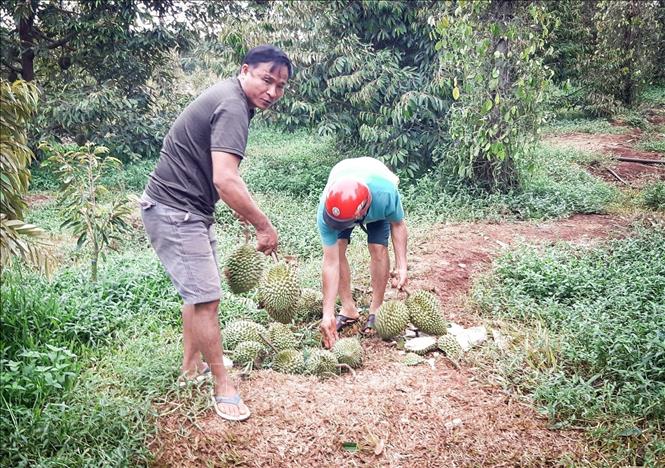 Vườn sầu riêng của ông Lương Văn Ân, 56 tuổi, trú tại làng Ốc, xã Ia Kriêng, huyện Đức Cơ, Gia Lai bị ảnh hưởng nặng nề do mưa dông. Ảnh: Hoài Nam/TTXVN